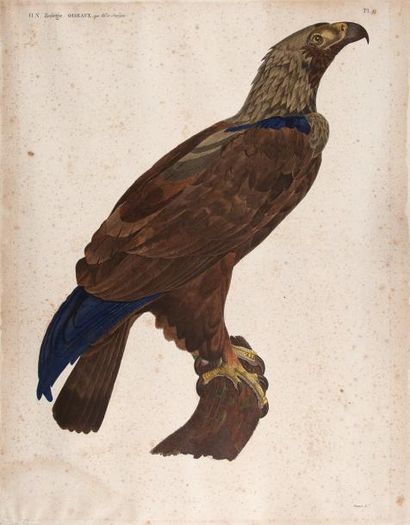 null [ORNITHOLOGIE] SAVIGNY. Aigle de Thèbes. Planche gravée par BOUQUET en couleurs...