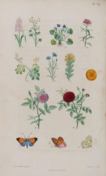 null [BOTANIQUE] DELACHENAYE (B.). Abécédaire de Flore ou langage des fleurs. Méthode...