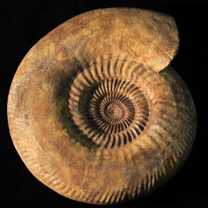 null Ammonite Parkinsonia Neuffensis Jurassique Bajocien de Bayeux, Calvados. Grand...
