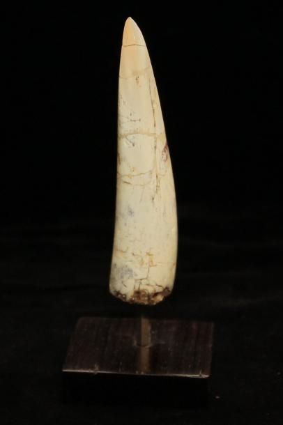 null Dent de Spinosaure en ivoire fossile. Rare conservation de cet ivoire vieux...
