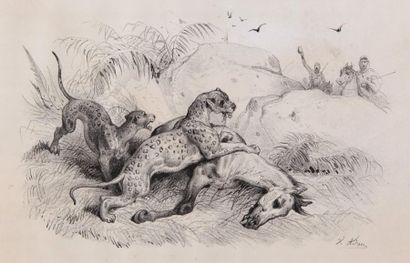 CASTILLON (A.) Chasses en Afrique. Illustré de 12 gravures de Victor Adam (Il est...