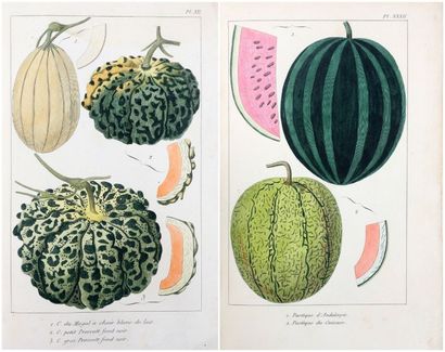 JACQUIN (Hector) Monographie complète du melon, contenant la culture, la description...