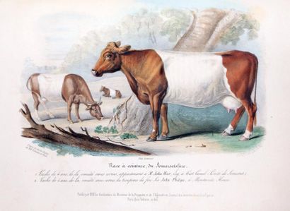 LOW (David) Histoire naturelle - agricole, des animaux domestiques de l'Europe -...