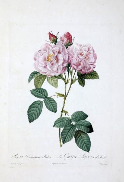 REDOUTE (Pierre-Joseph) [1759-1840] Album de Redouté. 1 vol. gd in-folio [536x353...