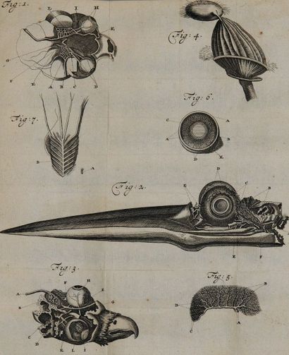 HOVIUS (Jacob) Tractatus de circulari humorum motu in oculis. Leyde, Gérard Potuliet,...