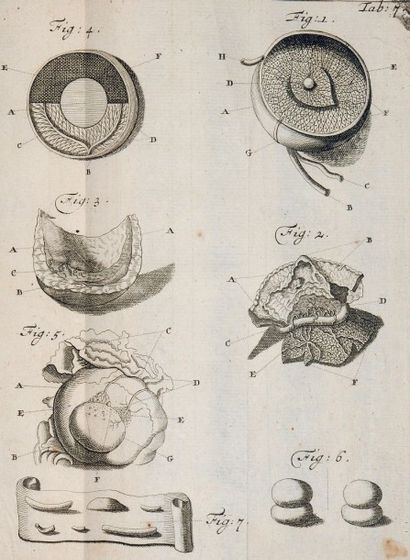 HOVIUS (Jacob) Tractatus de circulari humorum motu in oculis. Leyde, Gérard Potuliet,...