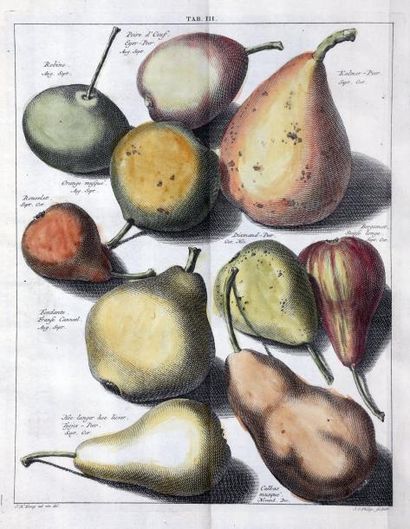 KNOOP (Johann Hermann) Pomologie, ou Description des meilleures sortes de pommes...