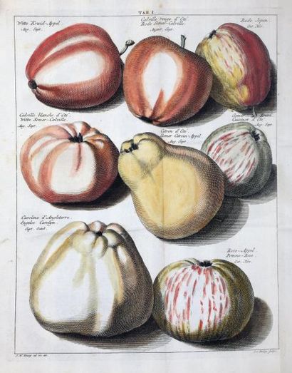 KNOOP (Johann Hermann) Pomologie, ou Description des meilleures sortes de pommes...