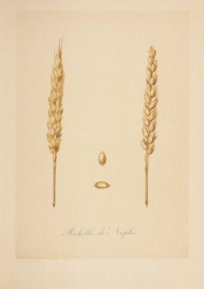 null [AGRICULTURE] [CEREALES] VILMORIN (Henry Lévêque de), Vilmorin-ANDRIEUX & Cie....