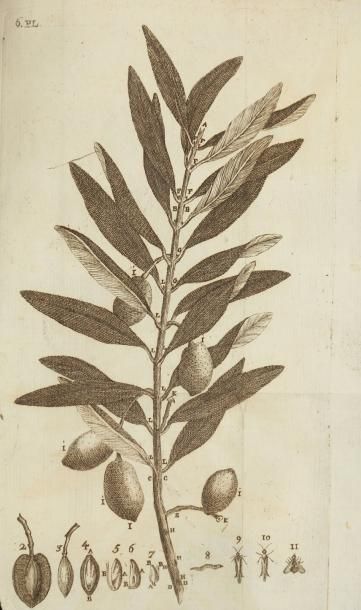 null [HUILE D'OLIVE] COUTURE. Traité de l'olivier, Aix, Antoine David, 1786. 2 tomes...