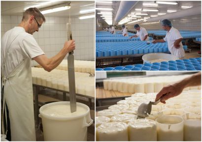 Stéphanie FRAISSE, née en 1969 Le moulage du CAMEMBERT*. Fromagerie GILLOT, Saint-Hilaire-de-Briouze....