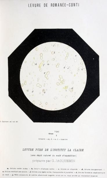 null [VIN] JACQUEMIN (Georges), ALLIOT (Henri) La vinification moderne ou l'art de...