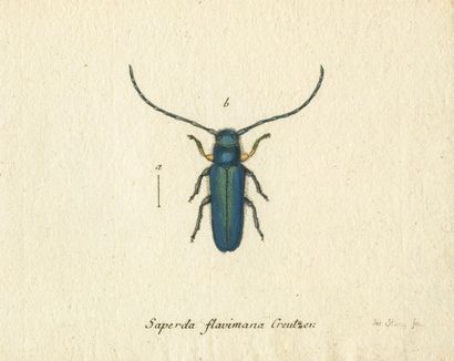 null PANZER (G.W.F.), STURM (Jakob). Faunae insectorum Germanicae initia, oder Deutschlands...