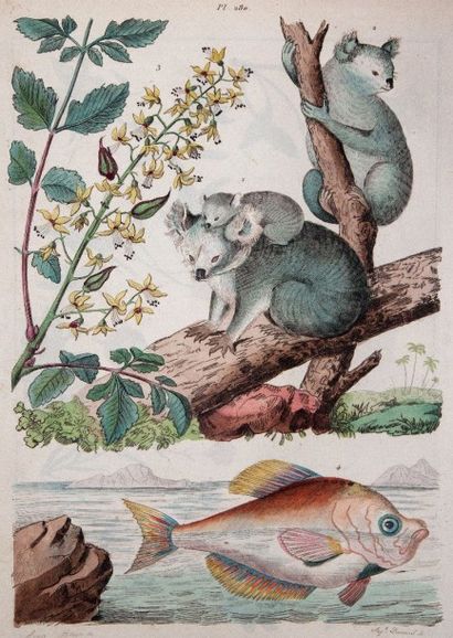 null [GUÉRIN-MENNEVILLE (Félix-Édouard). Dictionnaire pittoresque d'histoire naturelle...