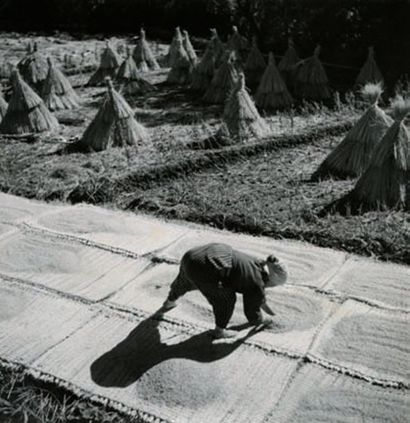 WERNER BISCHOF (1916-1954) Japon, le travail des champs, c. 1950. Tirage argentique...