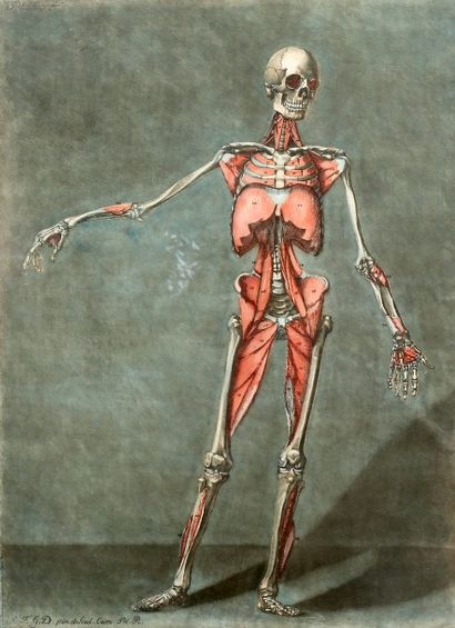 [Cours complet d'anatomie]. GAUTIER D'AGOTY...