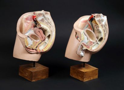 null [Anatomie]. PARTIES GÉNITALES MASCULINES ET FÉMININES.

2 coupes anatomiques...