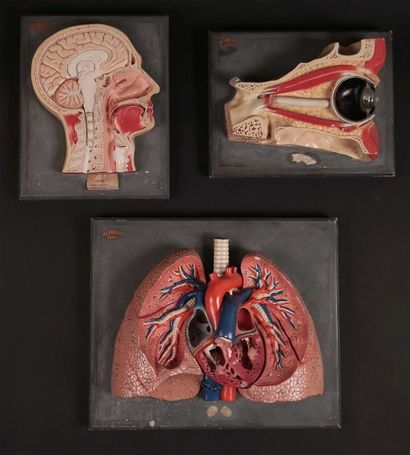 [Anatomie]. DEYROLLE. 3 COUPES ANATOMIQUES.

3...