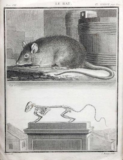 null COLLECTION AUTOUR DE LA FIGURE DU RAT.

- ensemble de figurines, sculptures,...