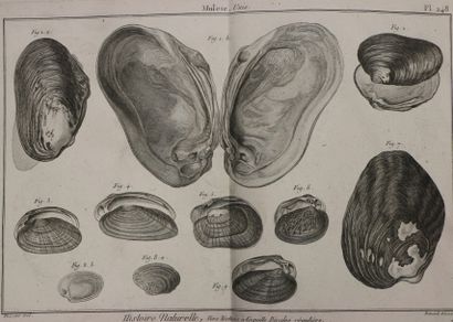 null [BRUGUIERE (Jean-Guillaume)]. Encyclopédie méthodique. Histoire naturelle des...