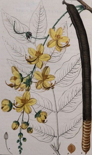 null CHAUMETON (F.P.), CHAMBERET, POIRET. Flore médicale… peinte par Mme E. Panckoucke...