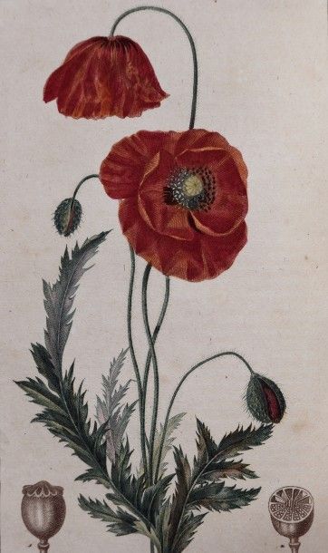 null CHAUMETON (F.P.), CHAMBERET, POIRET. Flore médicale… peinte par Mme E. Panckoucke...