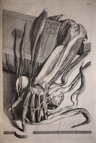 null COWPER (William). Anatomia corporum humanorum centum et viginti tabulis, maxima...