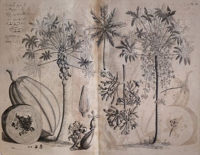 null VAN REEDE TOT DRAKESTEIN (Hendrik Adriaan). Hortus Indicus Malabaricus, continens...