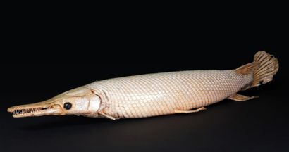 LEPISOSTÉE (Lepisosteidae), POISSON D'AMÉRIQUE...