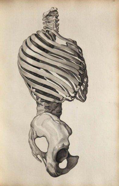 SANDIFORT, EDUARD Museum Anatomicum Academiæ Lugduno-Batavæ descriptum ab Eduardo...