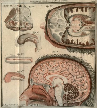 TARIN, PIERRE Adversaria anatomica, de omnibus corporis humani partium, tum descriptionibus,...