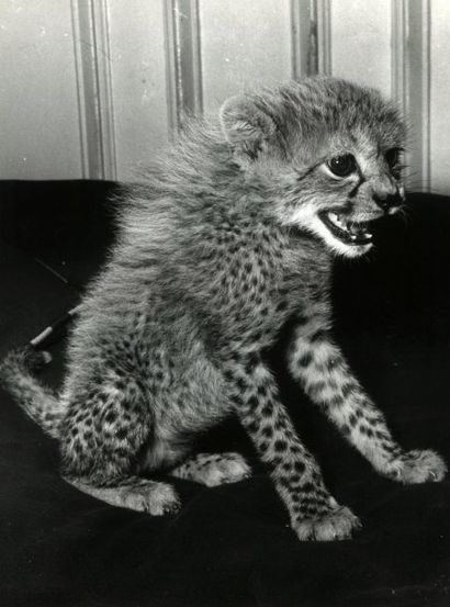 Animaux, c. 1950-1970. Chiens. Chats. Tigres....
