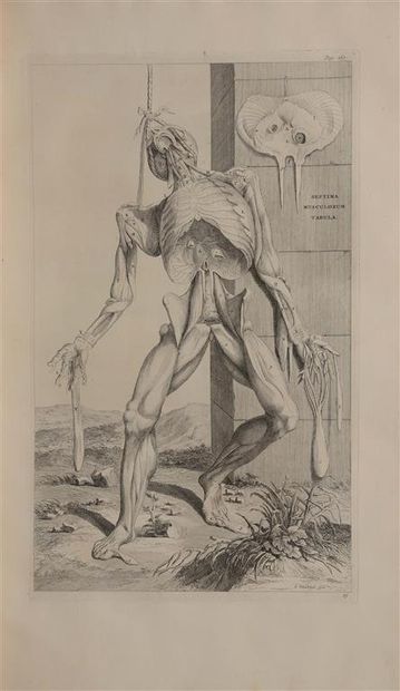 null VESALE (A.). Opera omnia anatomica & chirurgica cura Hermanni Boerhaave & Bernhardi...