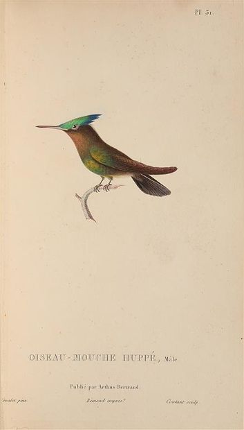 null LESSON (René-Primevère). Histoire naturelle des oiseaux-mouches. Paris, Arthus...