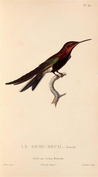 null LESSON (René-Primevère). Histoire naturelle des oiseaux-mouches. Paris, Arthus...
