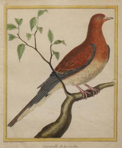 null [Ornithologie]. OISEAUX.
MARTINET (François Nicolas) (1725/31 - 1804).
5 planches...