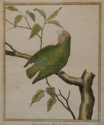 null [Ornithologie]. OISEAUX.
MARTINET (François Nicolas) (1725/31 - 1804).
5 planches...