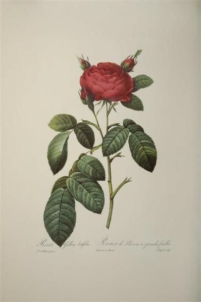 null [Botanique]. REDOUTÉ. Les roses, par P. J. Redouté, peintre de fleurs, dessinateur...