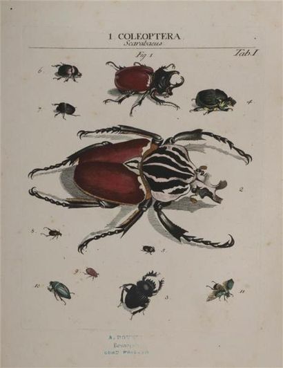 null [Entomologie]. ROEMER (Johann Jacob). Genera insectorum Linnaei et Fabricii...