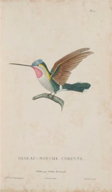 null LESSON (René-Primevère). Histoire naturelle des oiseaux-mouches. [Et] Les trochilidées...