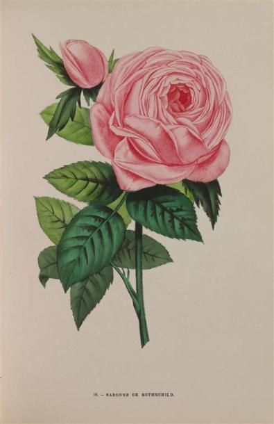 null [Botanique]. JAMAIN (H.), FORNEY (E.). Les roses. Histoire, culture, description....