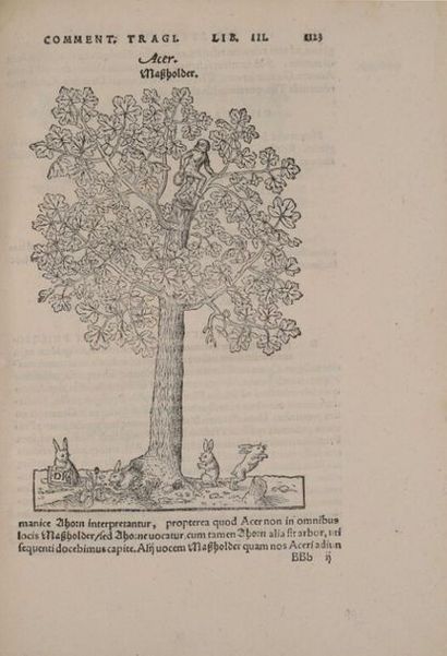 null [Livre illustré du XVIe siècle]. [Botanique]. BOCK (Hieronymus). De stirpium,...