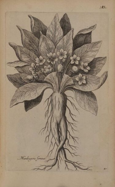 null [Botanique]. BRY (Johann Theodor de). Anthologia magna, sive Florilegium novum...