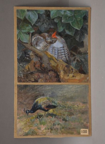 null MERITE Edouard (1867-1941)

Etudes d'oiseaux

Huiles contrecollée sur carton,...