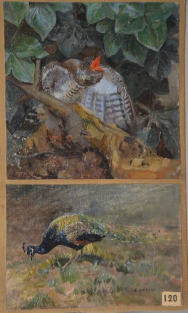 MERITE Edouard (1867-1941) 
Etudes d'oiseaux...