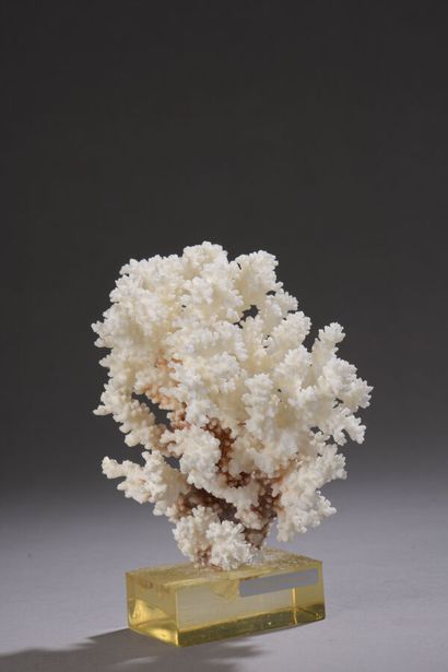 null Block of white coral in the natural. Fixed on a plexiglass base. H. without...