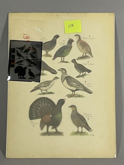 null Paul Barruel
Planche représentant divers oiseaux dont Tetra
Monogrammée à droite...