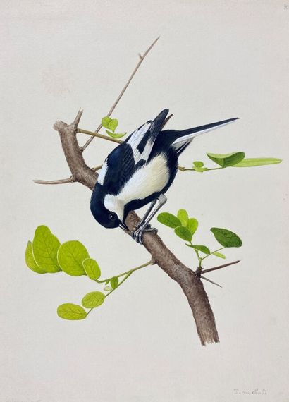 null Paul Barruel
"White-winged tit" or "Parus nuchalis
Watercolor on paper 
24 x...