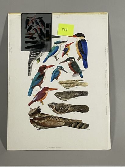 null Paul Barruel
Planche représentant divers oiseaux
Monogrammée à droite (avec...