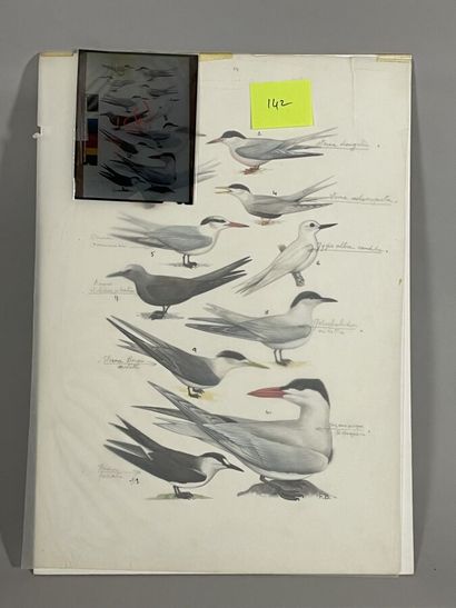 null Paul Barruel
Planche représentant divers oiseaux dont Sternes
Monogrammée à...